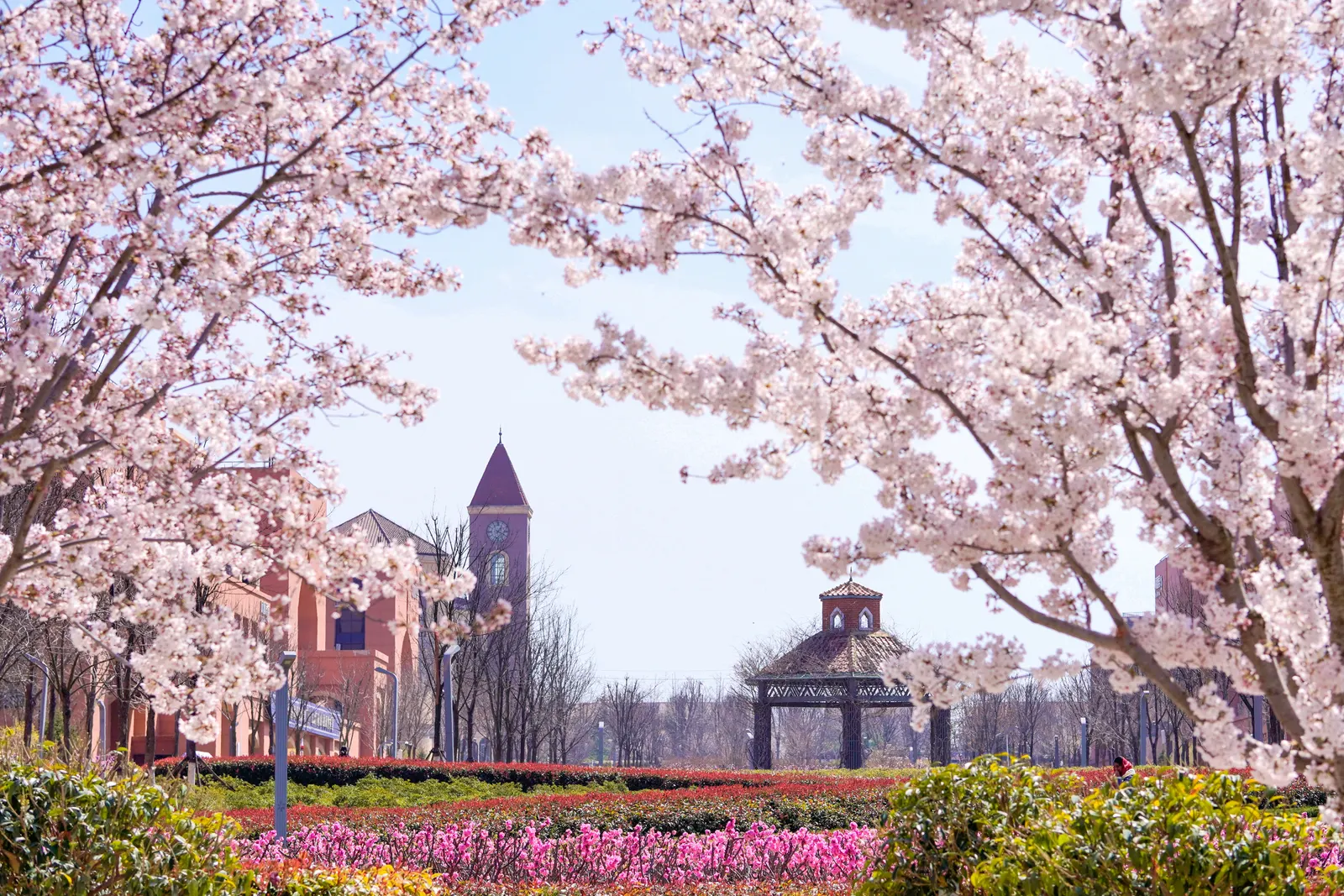 春花掩映下的山东大学青岛校区